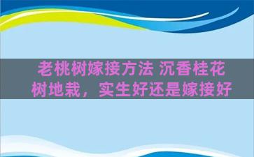 老桃树嫁接方法 沉香桂花树地栽，实生好还是嫁接好